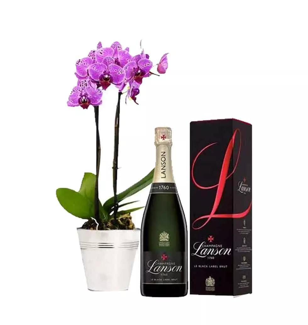 Classic Combo of Orchids with Lanson Brut Champagne